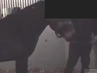 Man tries to get fucked by horse