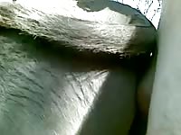 Man with a male donkey Gaybeast.com - Animal Porn Man