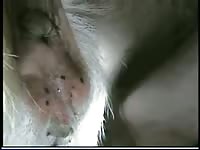 Man with goat 3 Gaybeast - Zoophilia Man