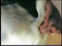 Man with sheep Gaybeast.com - Zoophilia Man