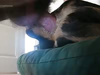 Manfuckdogass Gaybeast.com - Beastiality Man