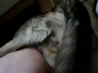 Mann wird gefickt Gaybeast - Zoophilia Porn and Man