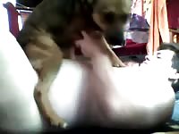 Marcos bangs his bitch while suck his boy Gaybeast.com - Beastiality Man