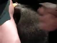 Mare 29 Gaybeast - Man and animal Porn