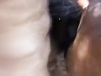 Mare 3 1 Gaybeast - Man and animal Porn