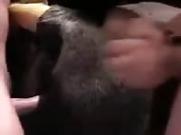 Mare cunt fuck Gaybeast.com - Zoophilia Man