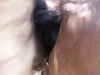 Mare cunt Gaybeast - Beastiality with Dude