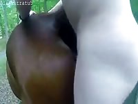 Mare day 3 Gaybeast.com - Zoophilia Sex and Man