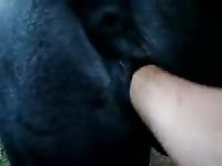 Mare fisting 2 1 Gaybeast.com - Animal Porn Man