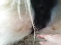 Mare fisting and maregasm Gaybeast - Zoophilia Man