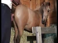 Mare fucking 5 Gaybeast - Zoophilia Sex and Man