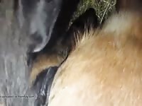Mare lab and me having fun Gaybeast - Dude fucks animal