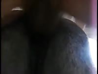 Mare pussy fuck Gaybeast - Zoophilia Porn and Man