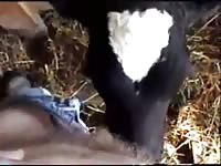 Mare sucking man Gaybeast - Bestiality Porn video with man