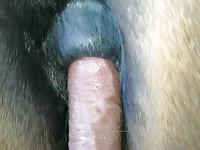 fuck 2 holes of horse