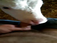 Calf2