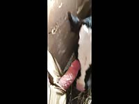 Calf suck