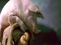 The Beauty and the Boar