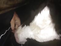 Calf is cock hungry