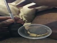 Wax worms 
