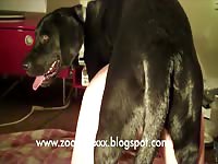 Compilation girl fuck dog knot zoobestxxx