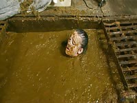 Betty submerges completely in cowshit