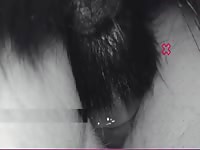 EXCLUSIVE Wife screaming at the dog's knot inside her pussy