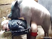 Live show bestiality 