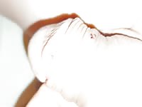 wasp sting cock pervers extrem 4
