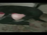 Gay dog fuck