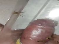 brutal pain cbt insertion bdsm extrem pervers needles insect