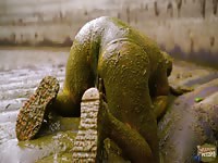 Diving in the manure pit full cowshit