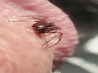 House spider