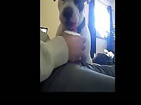 dog bj and toy