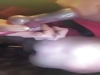 Dick bug dog