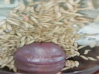 Futter f&uuml;r maggots cbt insertion bdsm pervers