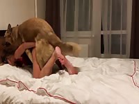 Dog content 