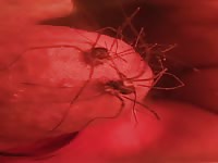 Daddy-long-legs 1