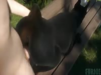 Man fucks thicc dog