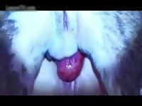 Dog Sex Discussion