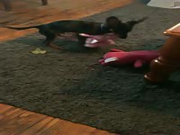 Dog humps teddy