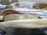 Chinese wife DOG PARTY