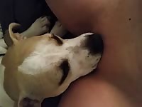 Woman eaten by k9