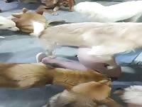 Hello everyone~ dog take turns