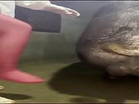 Chinese pig show