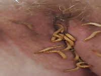 Mealworms in my pussy