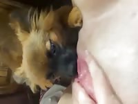 Lady let her little Dog lick her pussy.