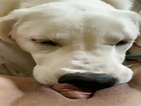 Dog Lick