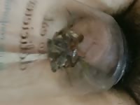 Cicada and penis