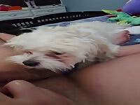 Little dog licks my cock all over